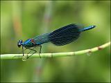 2007-06-24_Weidebeekjuffer_m_-_Gasteren