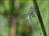 2007-07-08_Gewone_pantserjuffer_-_Dwingelderveld_1