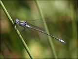 2007-07-08_Gewone_pantserjuffer_-_Dwingelderveld_2