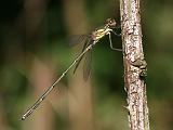 2007-08-04_Houtpantserjuffer_-_Gasteren_2