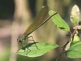 2007-08-04_Weidebeekjuffer_v_-_Gasteren_1