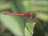 2007-08-05_Bloedrode_heidelibel_-_Anloo