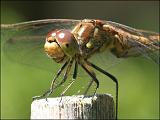 2007-08-05_Steenrode_heidelibel_-_Annen