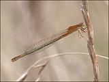 2007-08-18_Tengere_grasjuffer_v_Zuidoever_Zuidlaardermeer