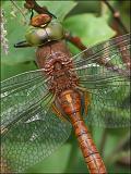 2007-08-18_Vroege_glazenmaker_2_Woudbloem