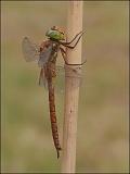 2007-08-18_Vroege_glazenmaker_3_Woudsbloem