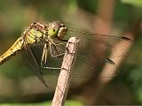 2007-08-26_Steenrode_heidelibel_-_Annen