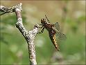 090524_platbuik_anlodiep_800