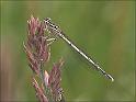 090530_blauwe_breedscheen_schipborg_800