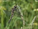 090530_noordse_witsnuit_schipborg_800