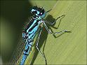 090613_azuurjuffer_oudemolen
