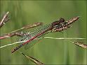 090613_vuurjuffer_oudemolen