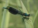 090613_weidebeek1_oudemolen