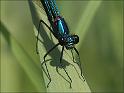 090613_weidebeek2_oudemolen