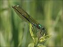 090613_weidebeek_v_oudemolen
