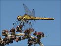 090704_steenrodeheide_annen