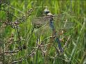 090705_grotekeizer_balloveld