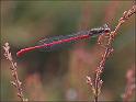 090705_koraaljuffer_balloveld