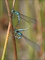 090705_paring_lantaarntje_balloveld