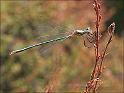090705_tengerepantser_balloveld