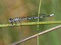 090705_watersnuffel_balloveld