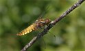 100528_1_Platbuik_Gasteren_900