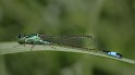 100604_5_lantaarn_braamsplas_900