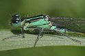 100604_5_lantaarn_closeup_900