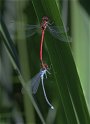 100604_6_vuur_en_roodoog_braamsplas_900