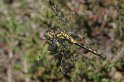 100604_7_venwitsnuit_balloveld_900