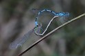 100606_9_watersnuffel_wiel_taarloo_900