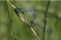 100626_10_Azuurpaar_Oudemolen_900