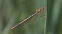 100626_11_Blauwe_Breedscheen_2_Oudemolen