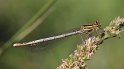 100626_12_Blauwe_Breedscheen_Oudemolen_900