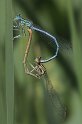 100626_13_Blauwe_Breedscheen_paar_Oudemolen