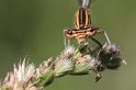 100626_15_Blauwe_Breedscheen_3_Oudemolen