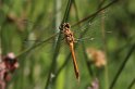100626_17_Bloedrode_heidelibel_Gasteren