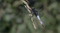 100627_16_Bruine_Korenbout_Kiersche_Weide_900