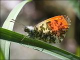 2007-04-29_Oranjetipje_-_Oudemolen