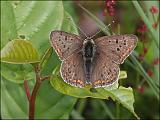 2007-05-19_Bruine_vuurvlinder_-_Bargerveen
