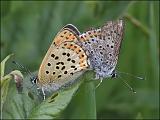 2007-05-19_Bruine_vuurvlinders_-_Bargerveen
