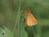 2007-06-19_Groot_dikkopje_-_Fochteloerveen_1