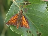2007-06-19_Groot_dikkopje_-_Fochteloerveen_3