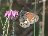 2007-06-19_Veenhooibeestje_-_Fochteloerveen_1