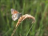 2007-06-19_Veenhooibeestje_-_Fochteloerveen_2