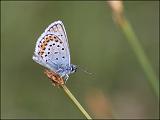 2007-06-24_Heideblauwtje_-_Balloerveld_1