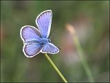 2007-06-24_Heideblauwtje_-_Balloerveld_2