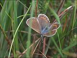 2007-06-24_Heideblauwtje_-_Balloerveld_3