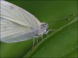 2007-06-29_Klein_koolwitje_-_Annen