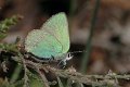 100604_1_groentje_balloveld_900